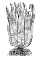 LenguaCiervo2.png