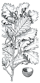 RoblesEncinas.png